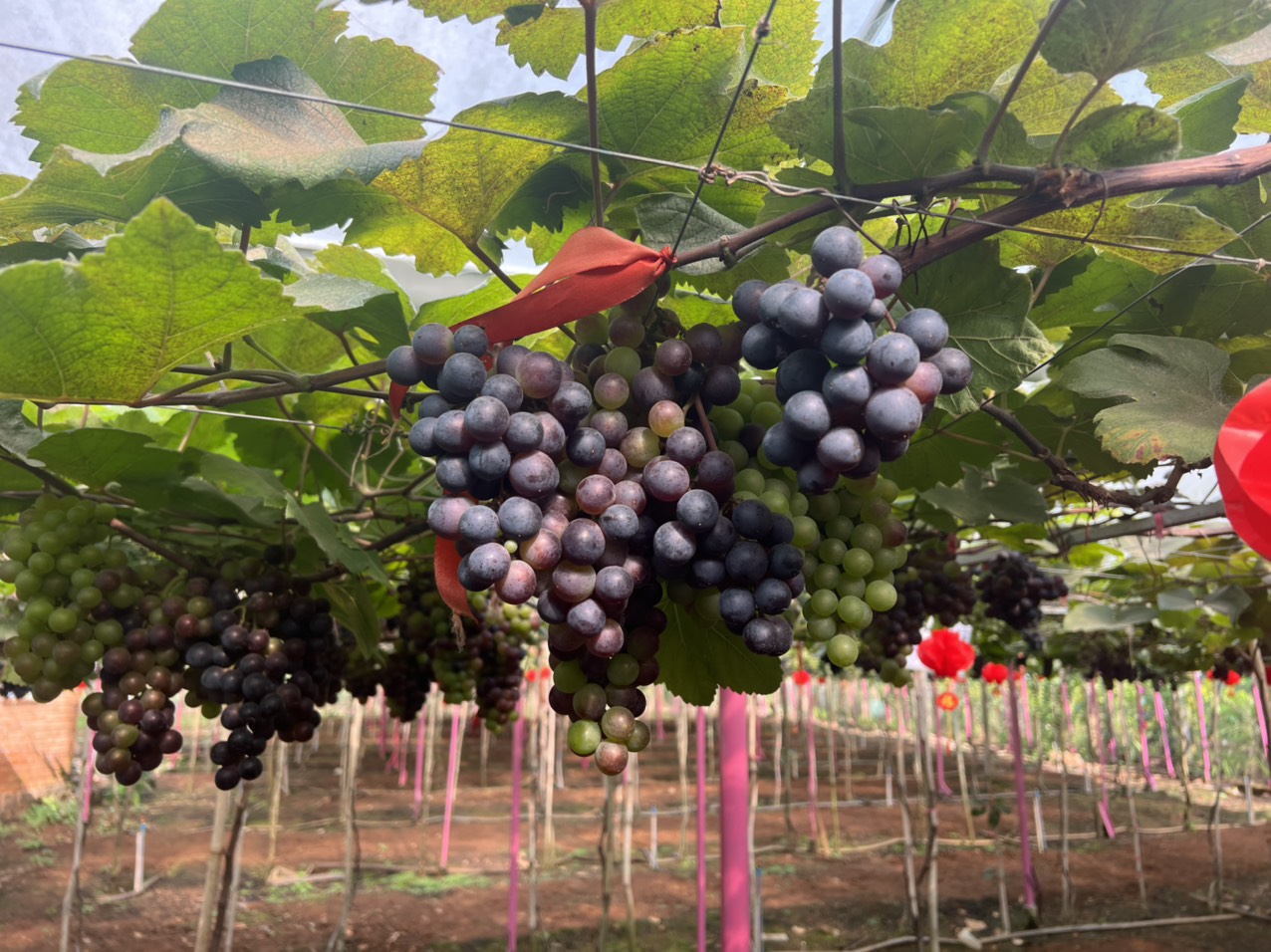 Vườn Nho Phú Trần - Xã Xuân Phú
