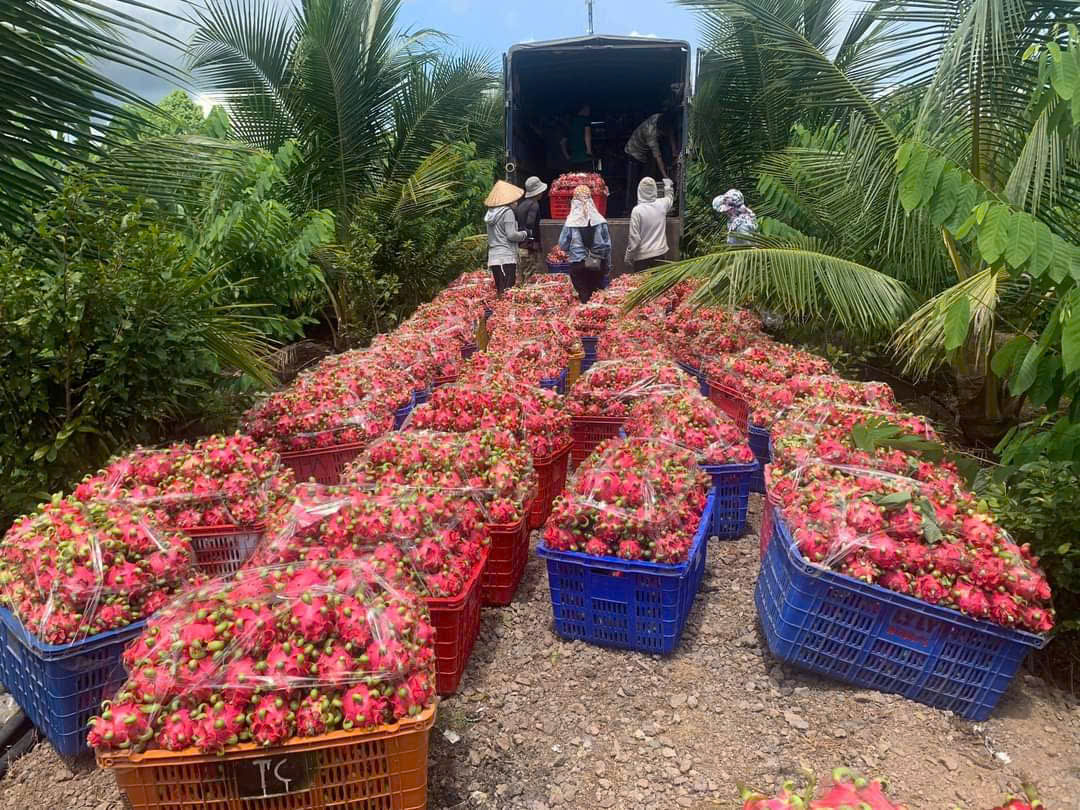 Thu hoạch thanh long ruột đỏ