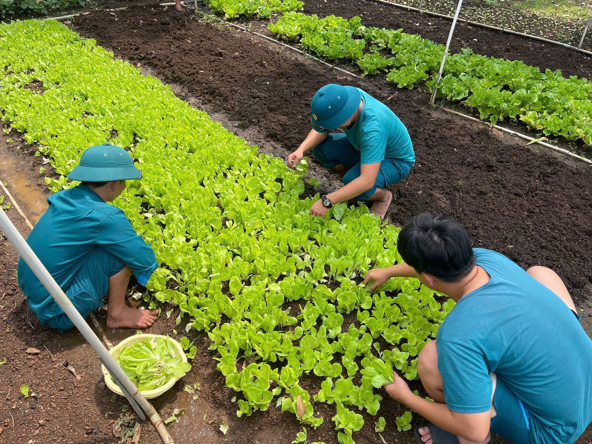 MÔ HÌNH TĂNG GIA SẢN XUẤT: TRỒNG RAU THEO HƯỚNG HỮU CƠ CỦA LỰC LƯỢNG DÂN QUÂN THƯỜNG TRỰC XÃ XUÂN PHÚ